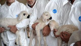 Adana'da diplomalı çobanlar yetişiyor