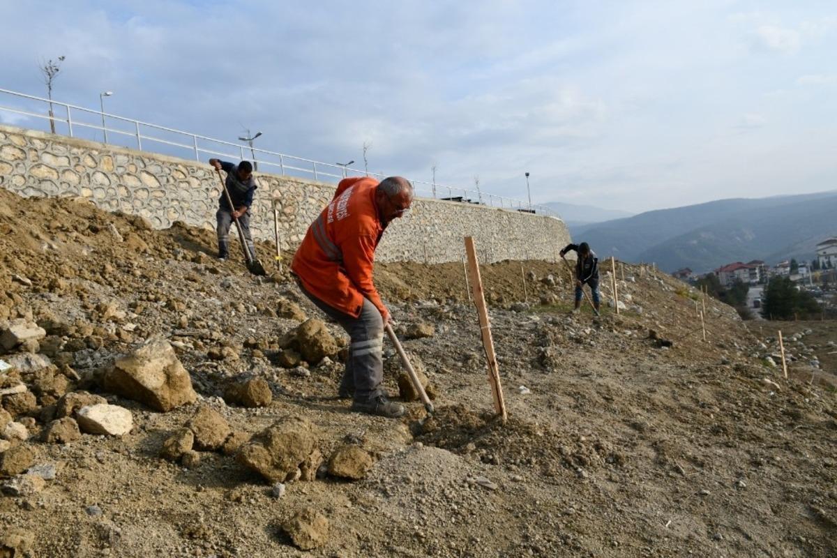 Binlerce ceviz fidanı toprakla buluşturuldu