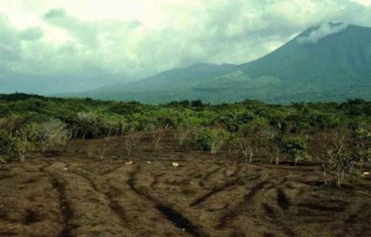 12 bin ton portakal kabuğu döktüler ortaya çıkan sonuca inanamadılar! G1