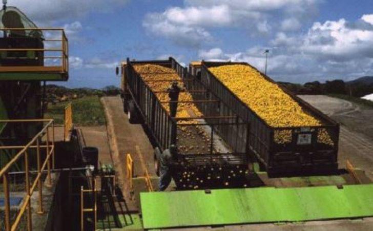 12 bin ton portakal kabuğu döktüler ortaya çıkan sonuca inanamadılar! G2