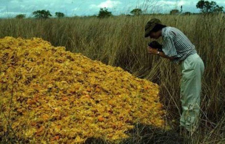 12 bin ton portakal kabuğu döktüler ortaya çıkan sonuca inanamadılar! G4