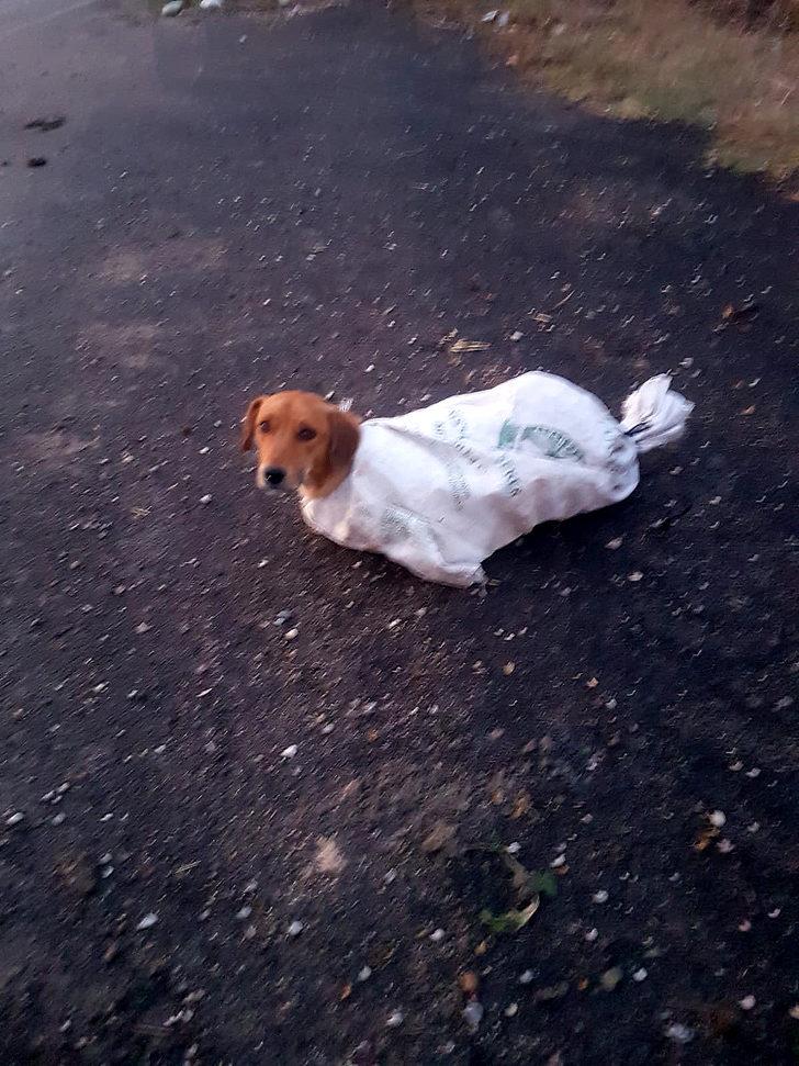 Çuval içindeki gebe köpeği 7 yaşındaki Arif'in dikkati kurtardı G1