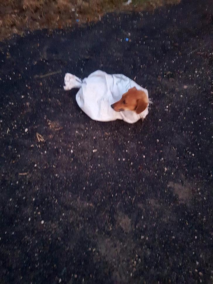 Çuval içindeki gebe köpeği 7 yaşındaki Arif'in dikkati kurtardı G2