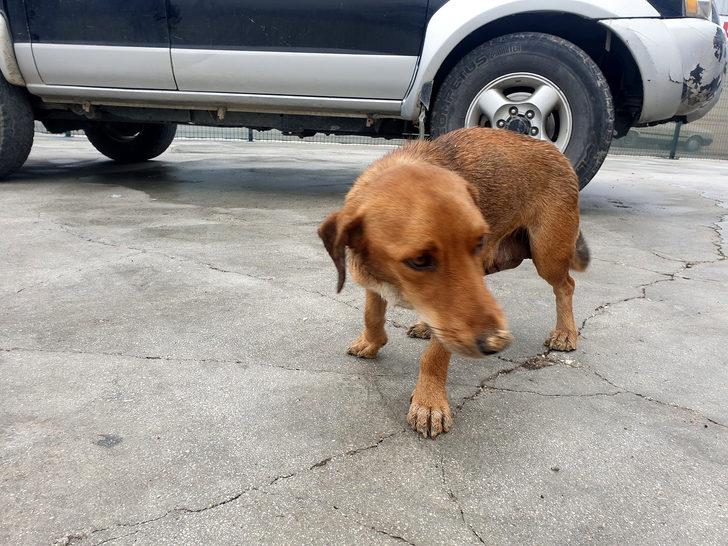 Çuval içindeki gebe köpeği 7 yaşındaki Arif'in dikkati kurtardı G3