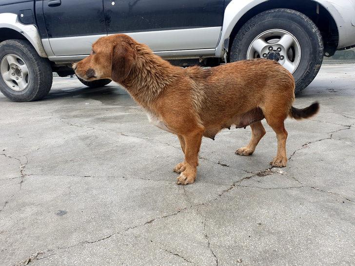 Çuval içindeki gebe köpeği 7 yaşındaki Arif'in dikkati kurtardı G4
