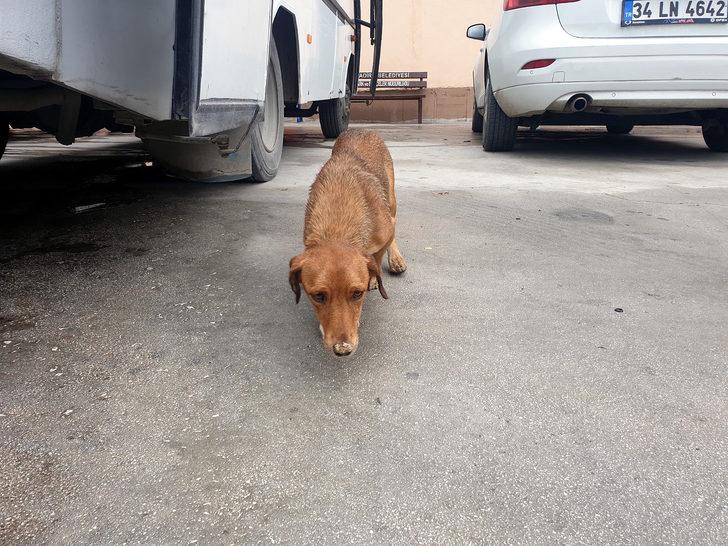 Çuval içindeki gebe köpeği 7 yaşındaki Arif'in dikkati kurtardı G5