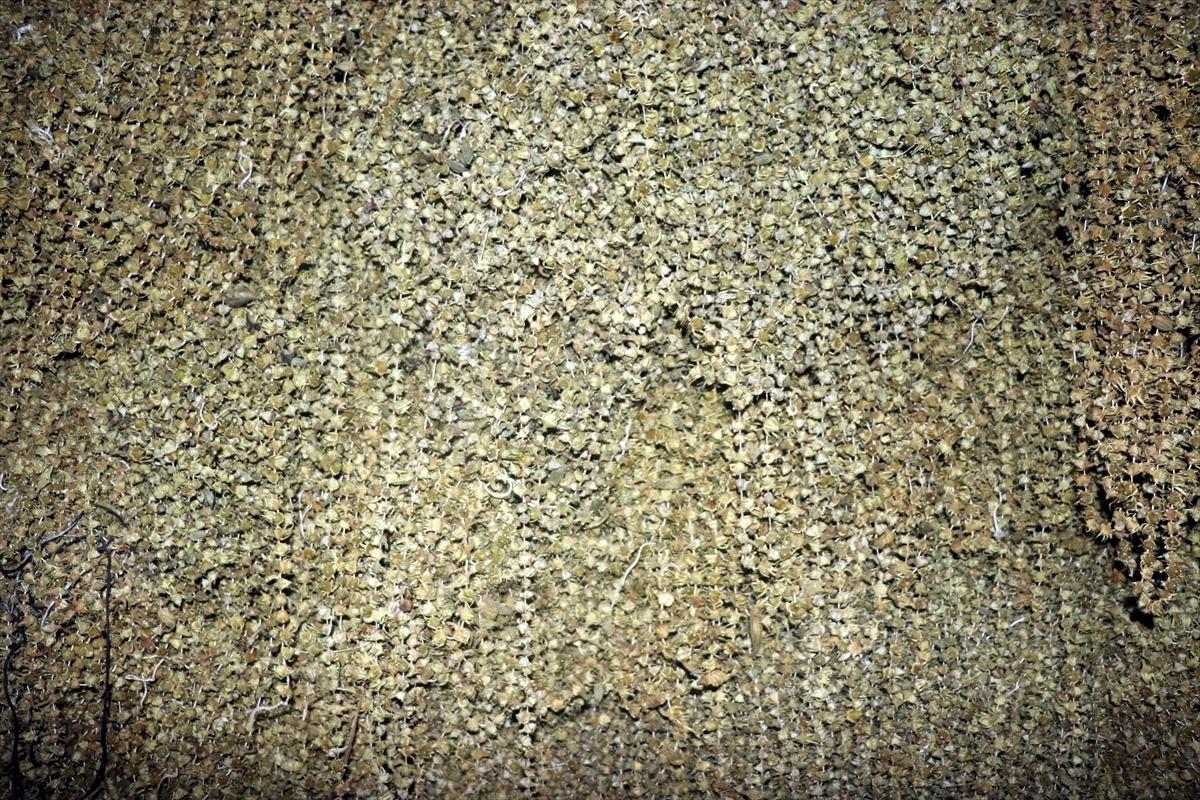 &Ccedil;i&ccedil;ek bamyası dalında 15 lira, ipe dizilince altın kadar değerli