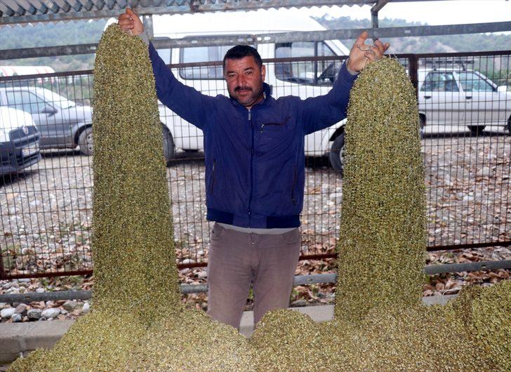 Çiçek bamyası dalında 15 lira, ipe dizilince altın kadar değerli G1