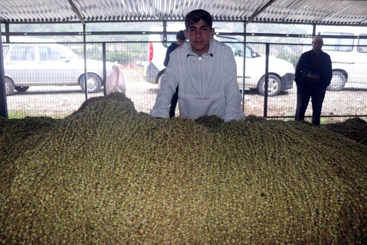 Çiçek bamyası dalında 15 lira, ipe dizilince altın kadar değerli G2