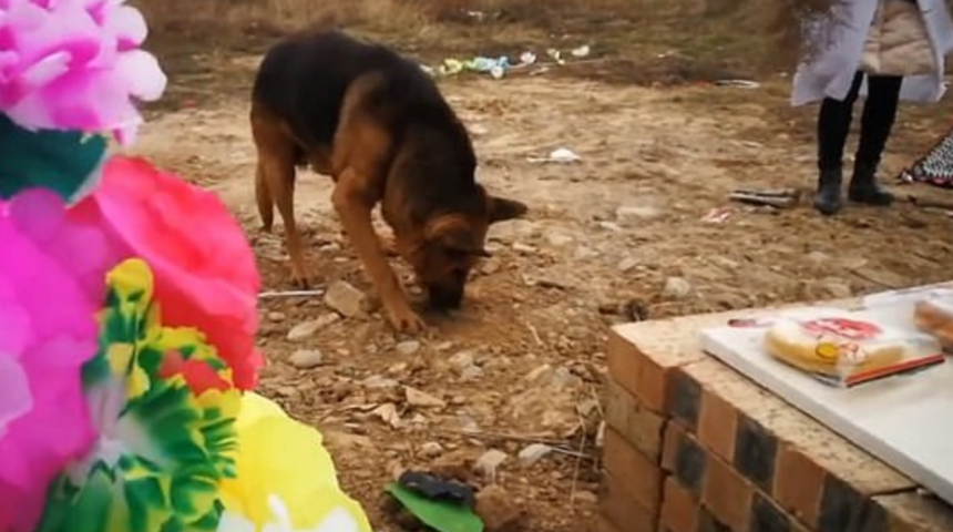&Ouml;len sahibini &ouml;zleyen k&ouml;pek, toprağı kazarak sahibine ulaşmaya &ccedil;alıştı