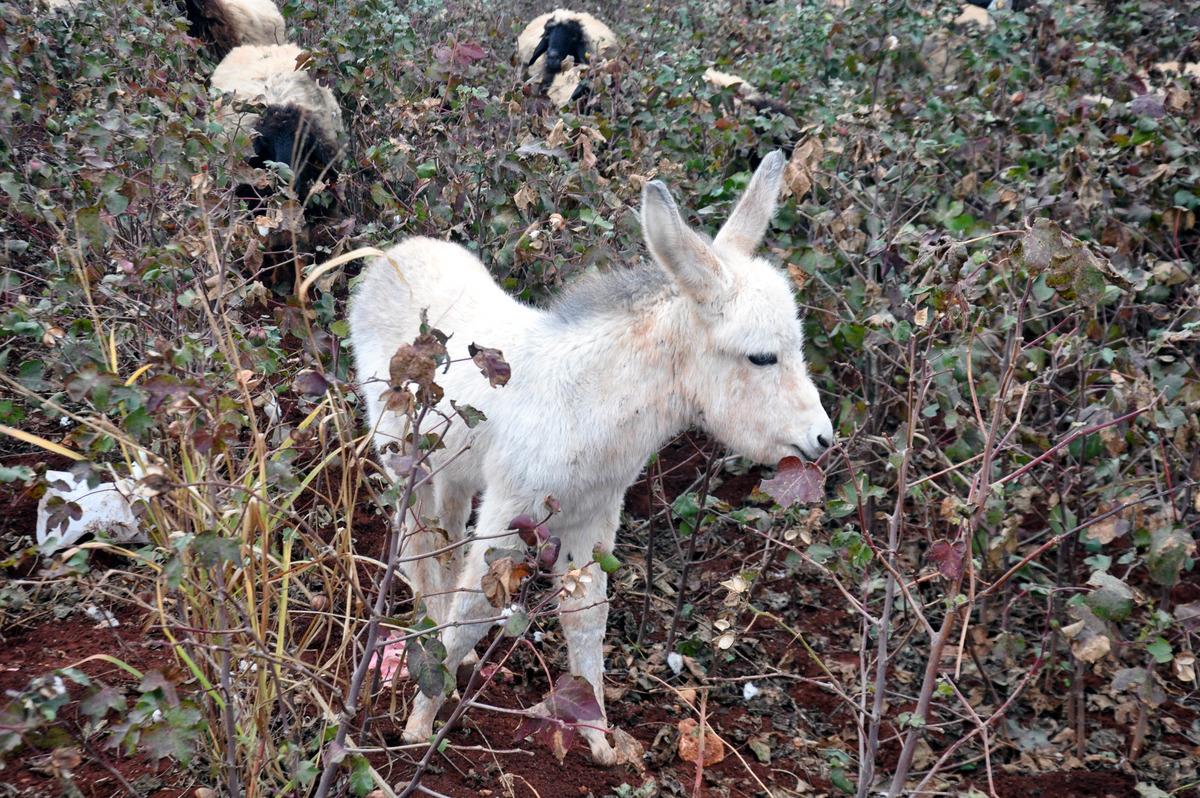 G&uuml;zel haber! Koruma altına alınan beyaz eşeklerin sayısı 108&rsquo;e y&uuml;kseldi