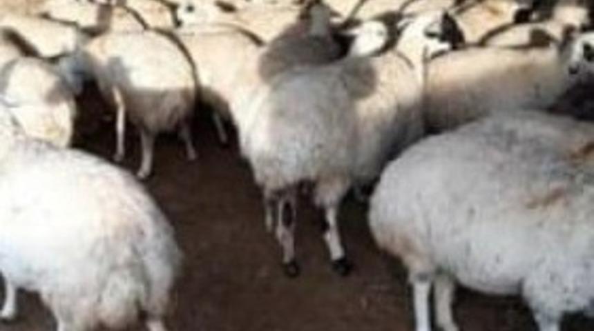 Ereğli&rsquo;de ağıldan koyun hırsızlığı