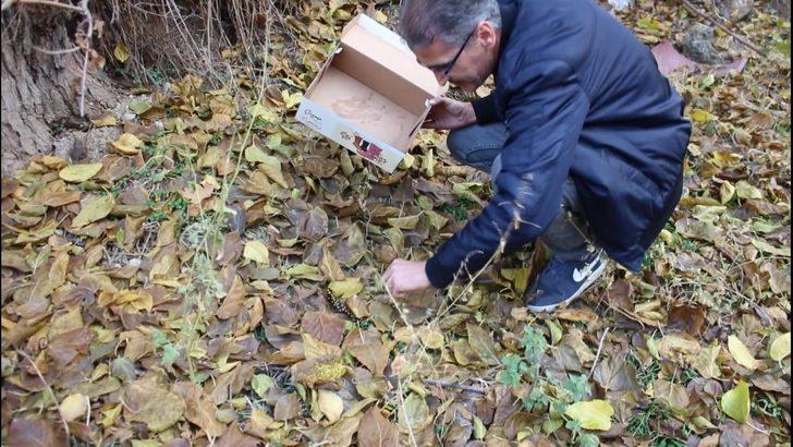 Benekli Semender doğaya bırakıldı G1