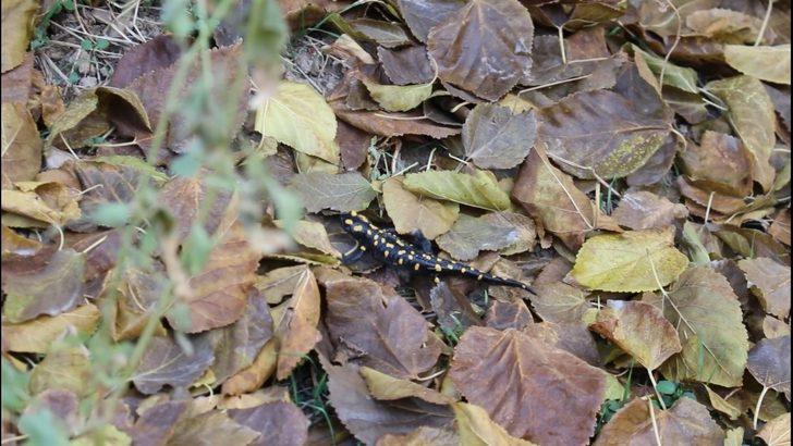 Benekli Semender doğaya bırakıldı G2