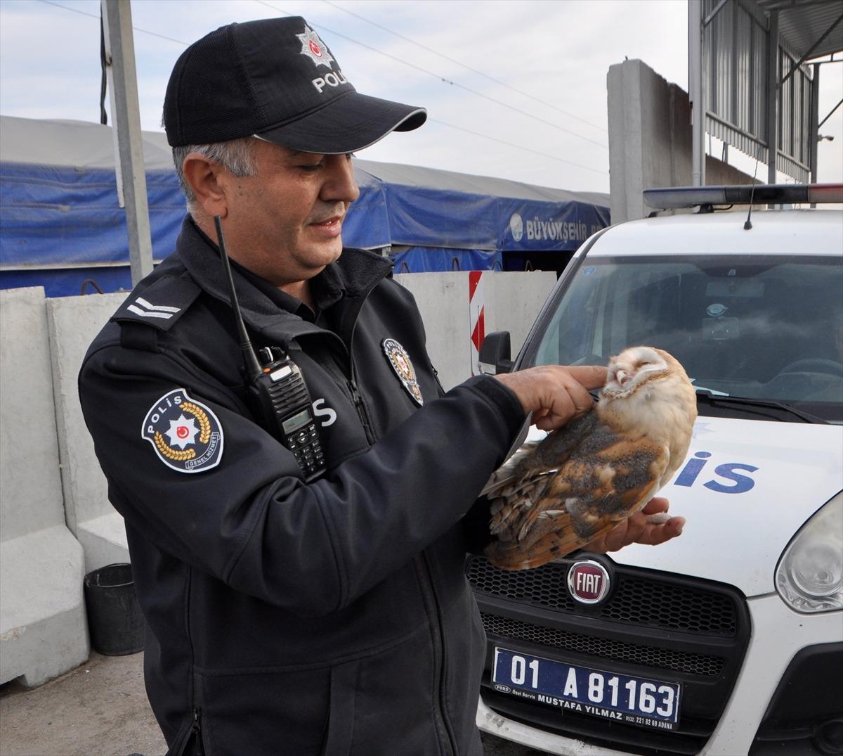 Polisin yaralı bulduğu baykuş tedavi altına alındı