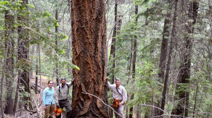 Hepsi tehdit altında! Sayıları a&ccedil;ıklandı