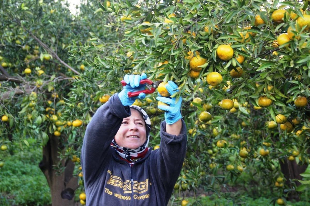 Bodrum&rsquo;da mandalina hasadı başladı