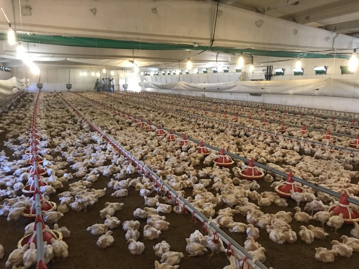 (&Ouml;zel) Et tavukları &lsquo;akıllı&rsquo; k&uuml;meslerde yetişiyor