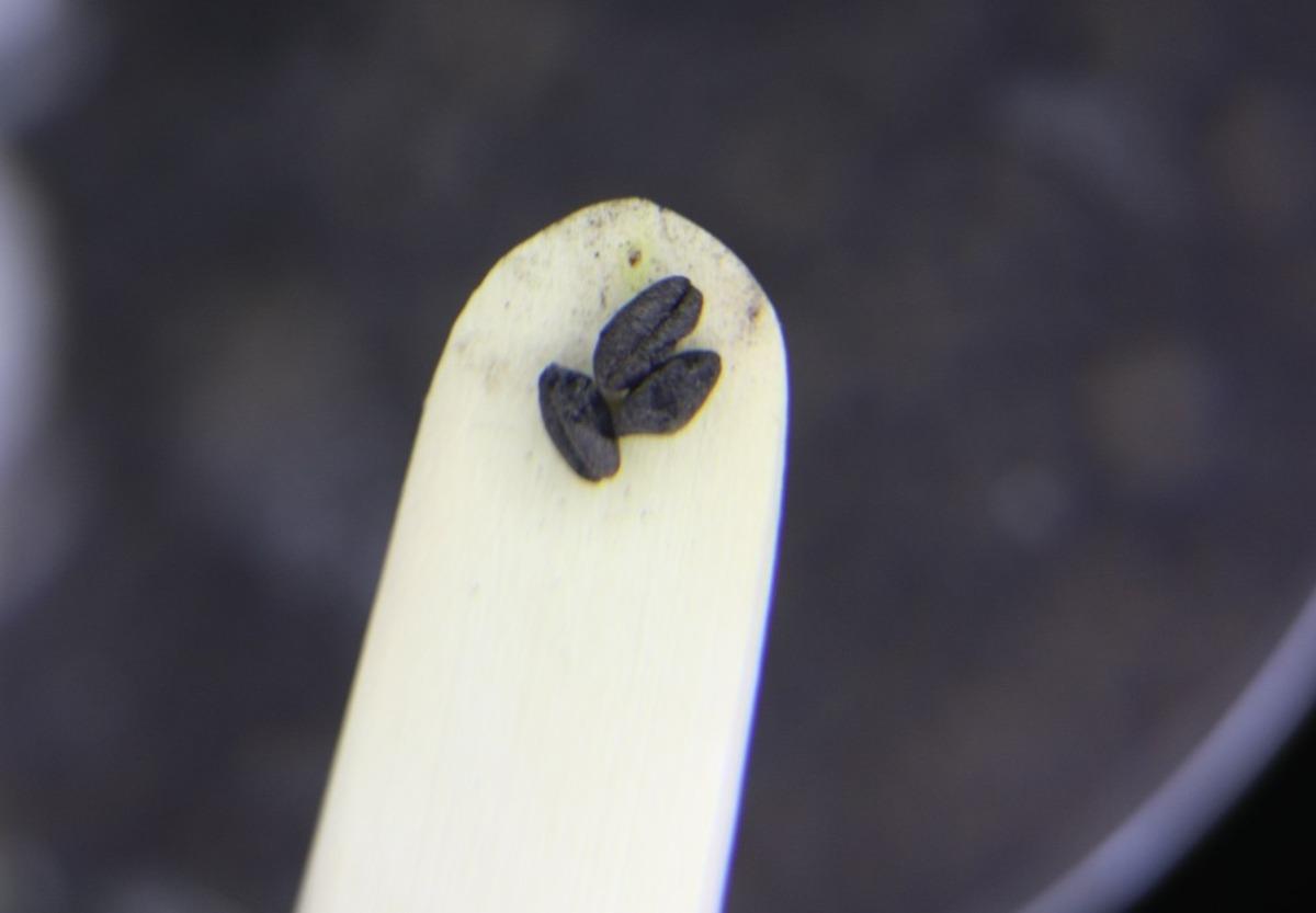 Kazı &ccedil;alışmalarında bulunan buğday taneleri tam 4 bin 500 yıllık &ccedil;ıktı