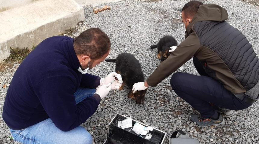 Hakkari belediyesinden k&ouml;pek ve kedilere kuduz aşısı yapıldı