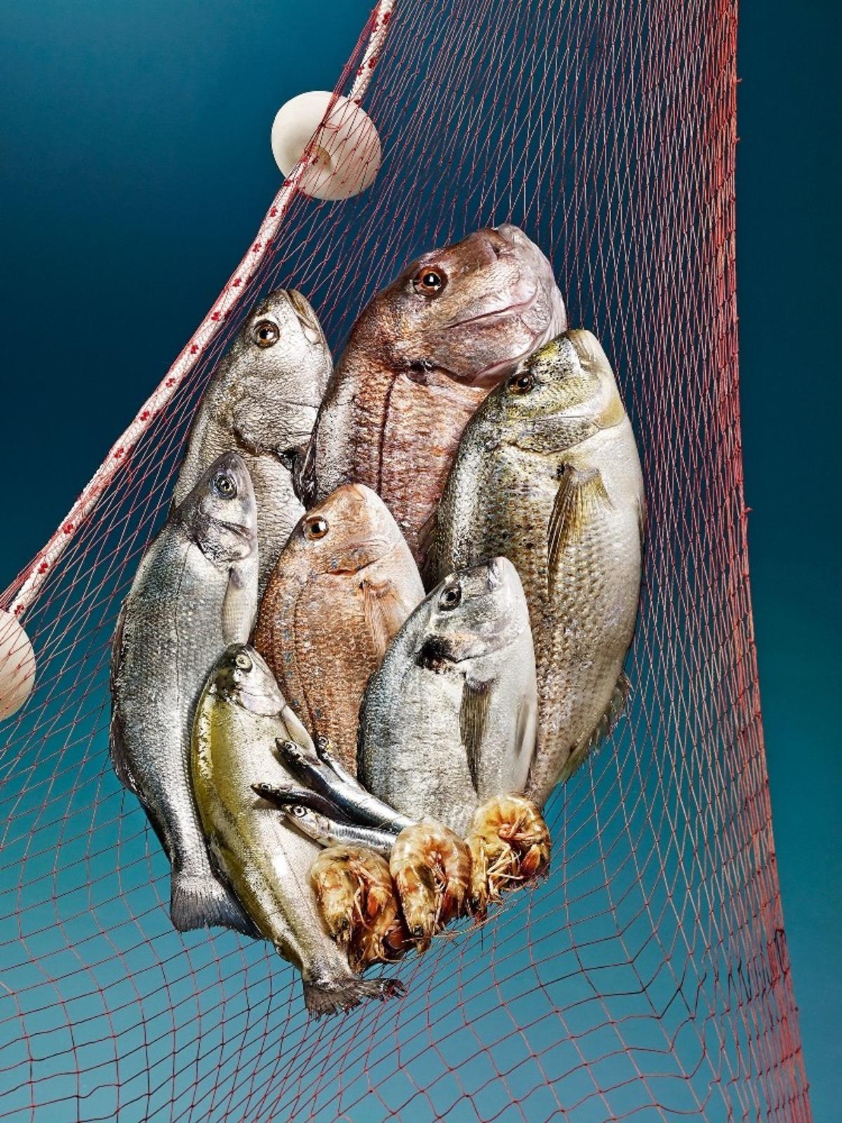 Balıklar bu yarışma ile meşhur olacak