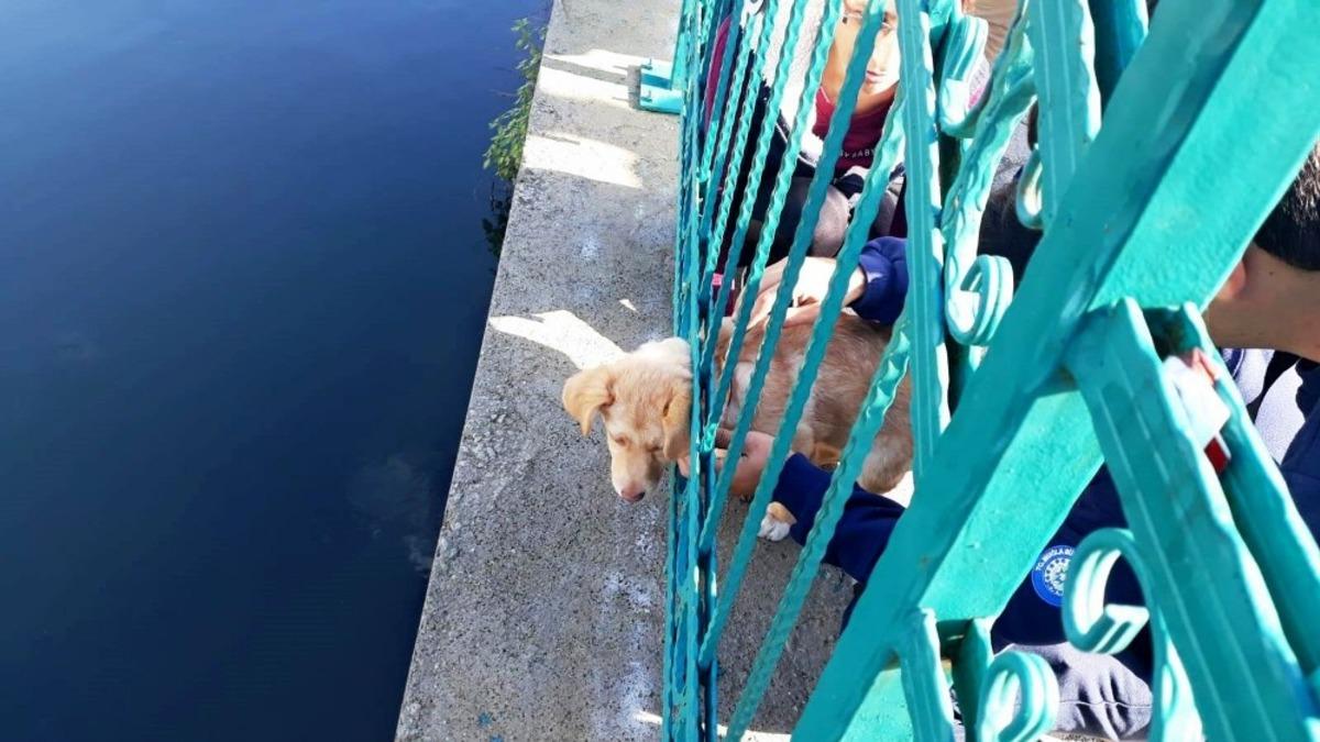 Kafası demir korkuluklara sıkışan yavru k&ouml;pek kurtarıldı