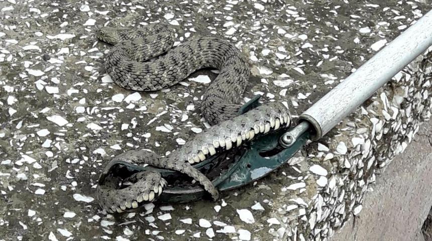 Otomobile giren yılanı itfaiye &ccedil;ıkardı