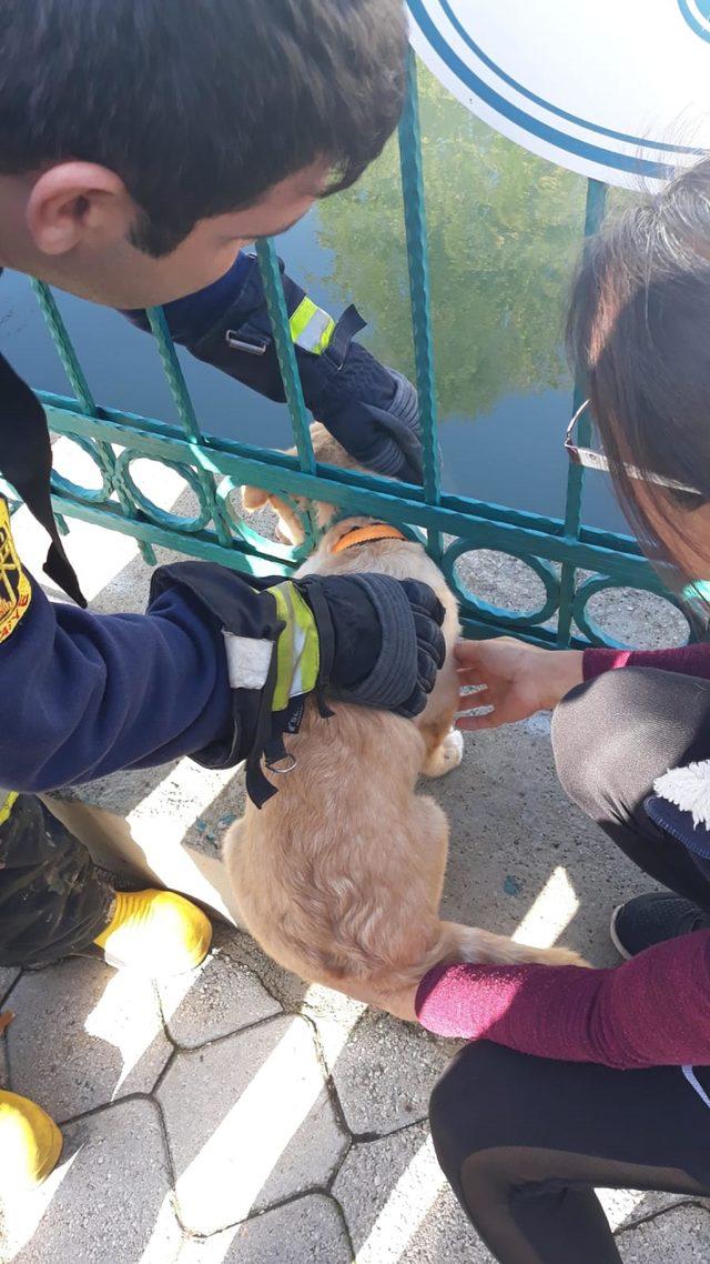 Demir korkuluklara sıkışan yavru köpeği itfaiye kurtardı