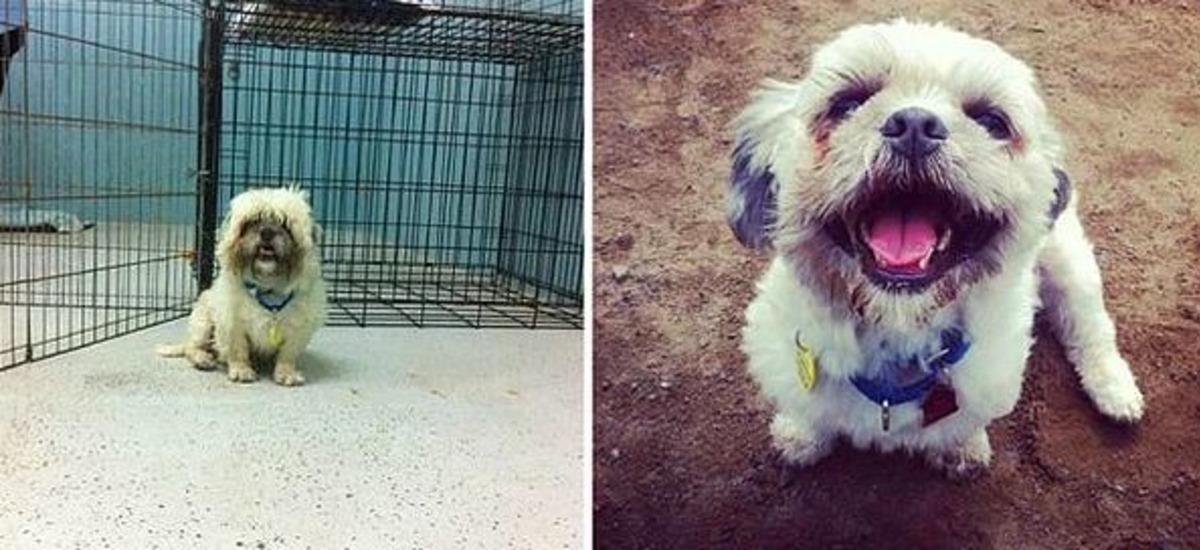 Sahiplenilen k&ouml;peklerin &ouml;ncesi vs sonrası!