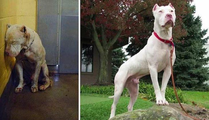 Sahiplenilen köpeklerin öncesi vs sonrası! G1