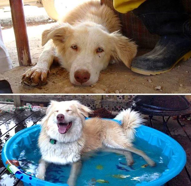 Sahiplenilen köpeklerin öncesi vs sonrası! G2