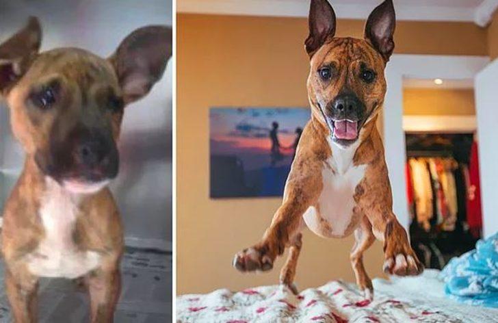 Sahiplenilen köpeklerin öncesi vs sonrası! G3