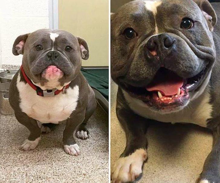 Sahiplenilen köpeklerin öncesi vs sonrası! G4