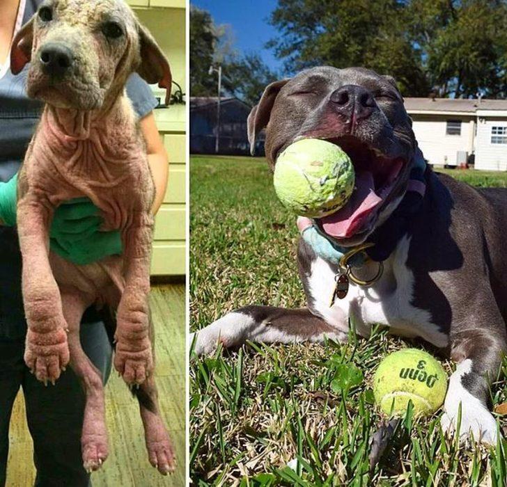 Sahiplenilen köpeklerin öncesi vs sonrası! G5