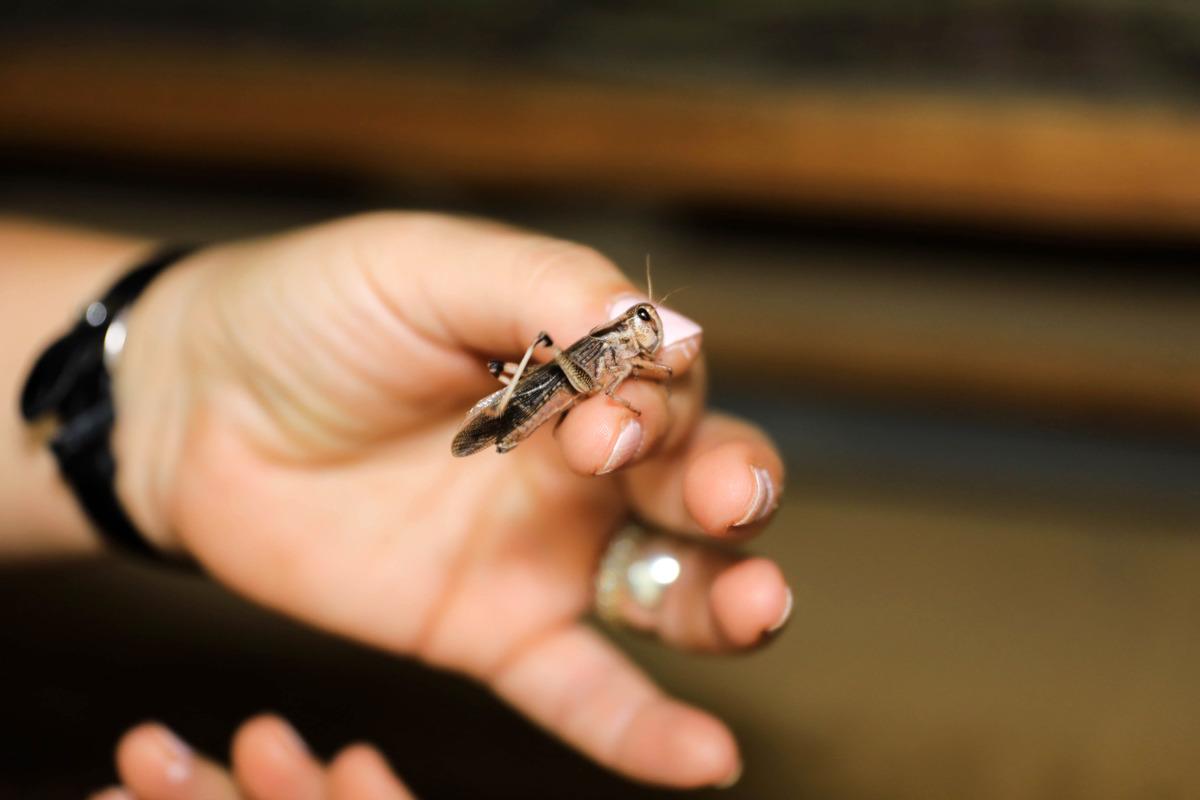 Canlı yem bulmakta zorlanıyordu! Şimdi t&uuml;m T&uuml;rkiye'ye g&ouml;nderiyor