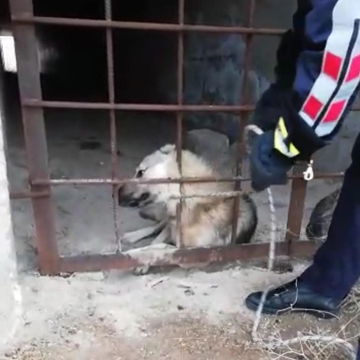 Menfezde mahsur kalan k&ouml;pek kurtarıldı