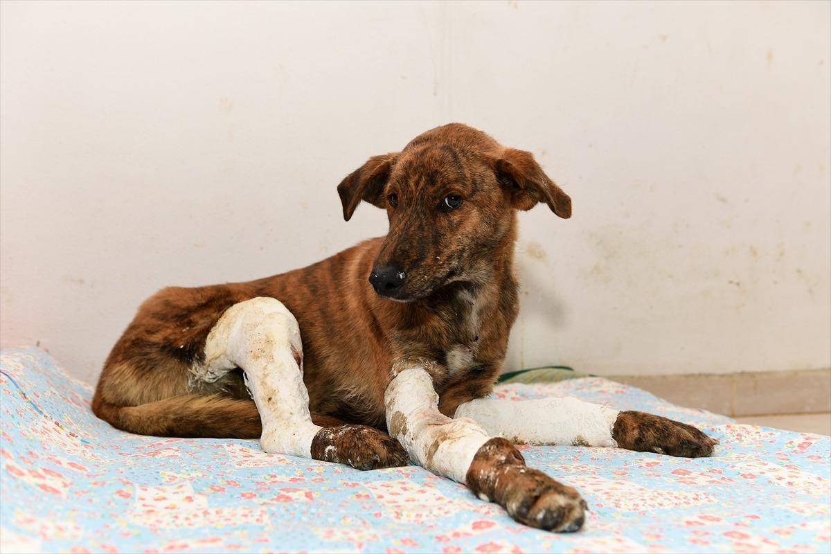 Mersin'de otomobilin hareket etmesiyle bacakları kırılan k&ouml;pek tedavi altına alındı