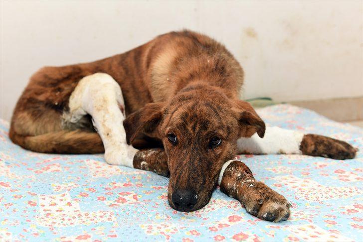 Mersin'de otomobilin hareket etmesiyle bacakları kırılan köpek tedavi altına alındı G2