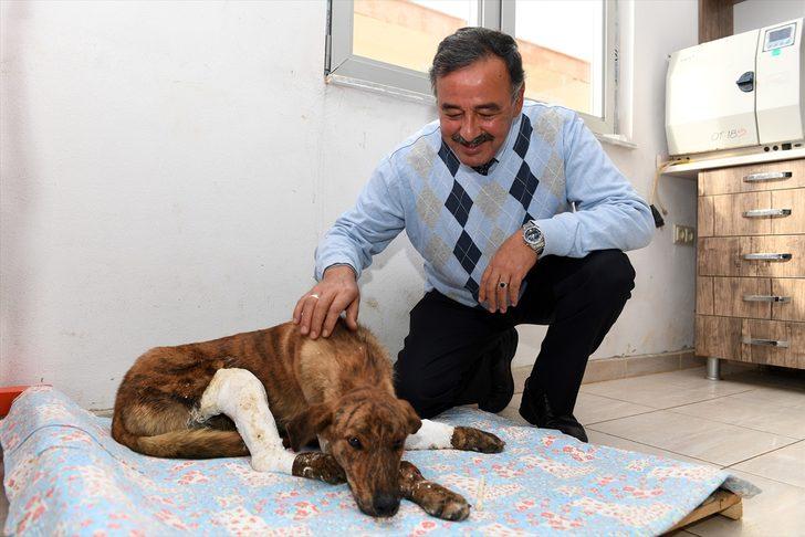 Mersin'de otomobilin hareket etmesiyle bacakları kırılan köpek tedavi altına alındı G3