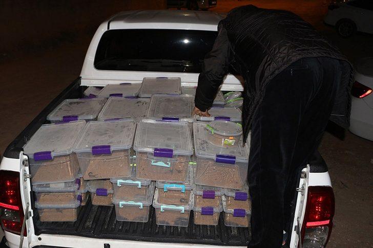 Evde 217 akrep ele geçirildi! 60 bin lira para cezası uygulandı G4