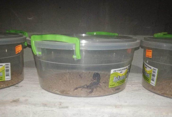 Evde 217 akrep ele geçirildi! 60 bin lira para cezası uygulandı G5