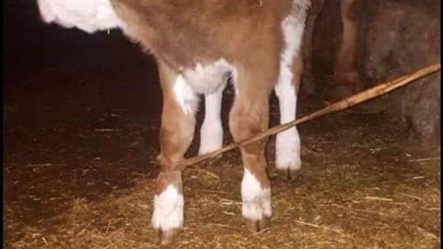 Fotoğrafa yansıyan siluet, tartışma konusu oldu