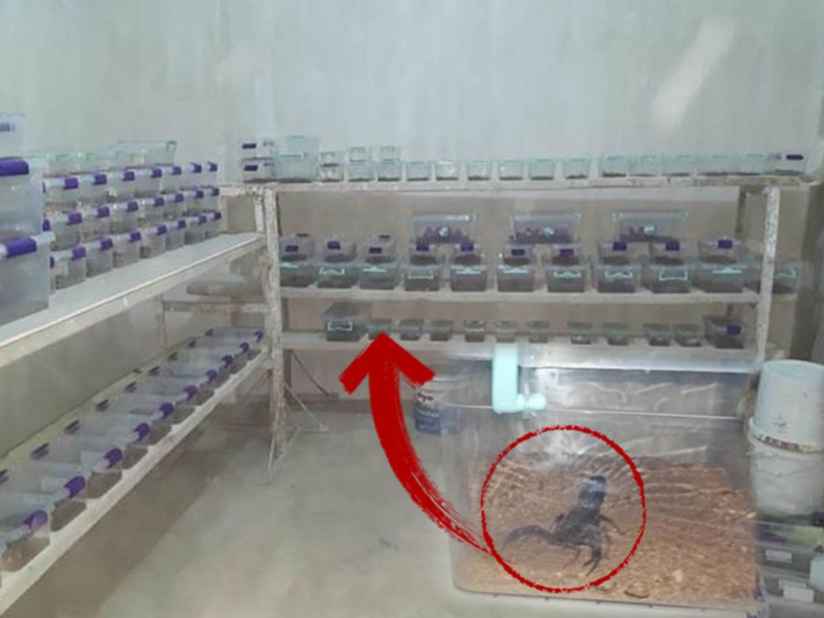 Evde 217 akrep ele ge&ccedil;irildi! 60 bin lira para cezası uygulandı