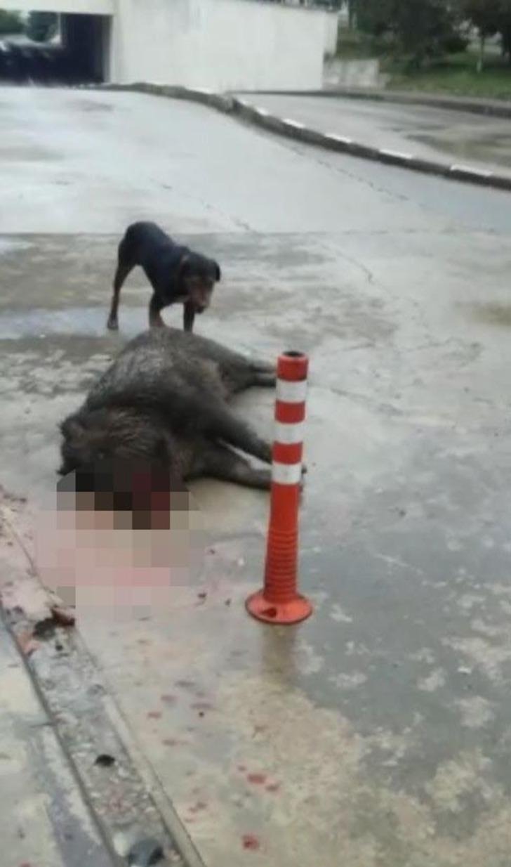 Acil servis bahçesinde panik; duvardan düşen domuz öldü G2