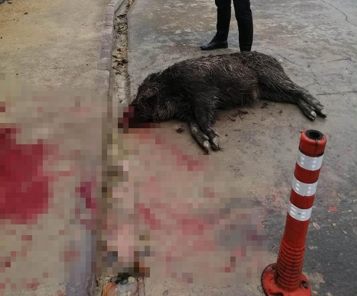 Acil servis bahçesinde panik; duvardan düşen domuz öldü G3