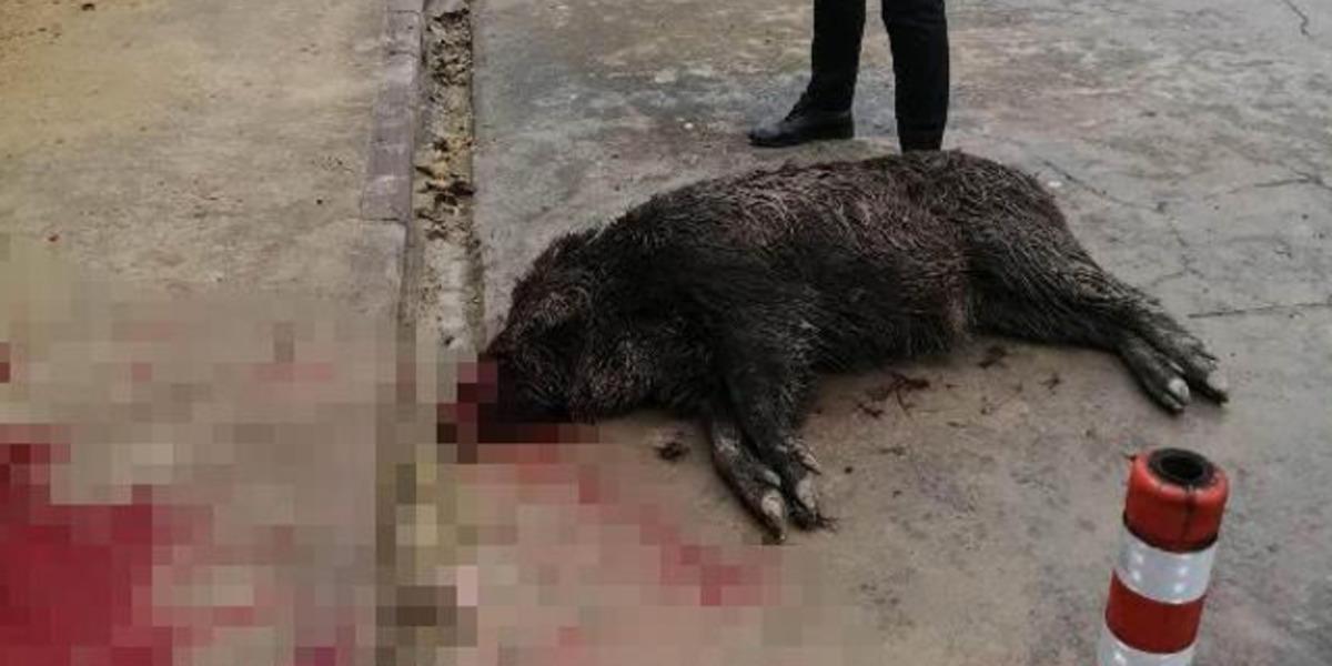 Acil servis bah&ccedil;esinde panik; duvardan d&uuml;şen domuz &ouml;ld&uuml;