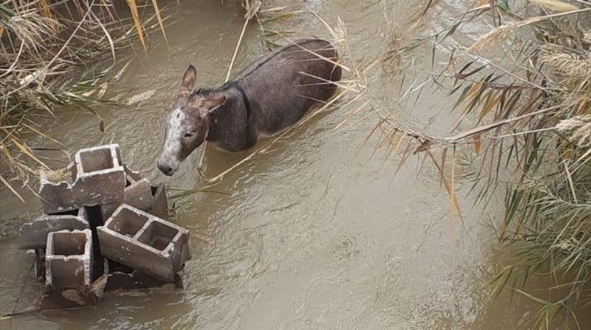 Şanlıurfa'da sulama kanalına d&uuml;şen eşeği itfaiye kurtardı