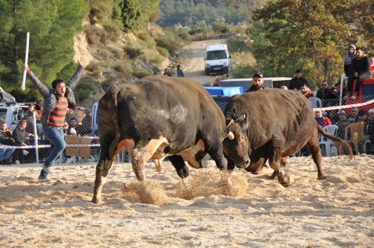 Boğalar gaziler i&ccedil;in kıyasıya m&uuml;cadele etti