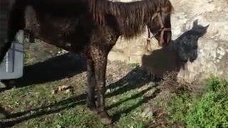 Büyükada’da RUAM’lı at paniği! İnsanlara da bulaşabiliyor