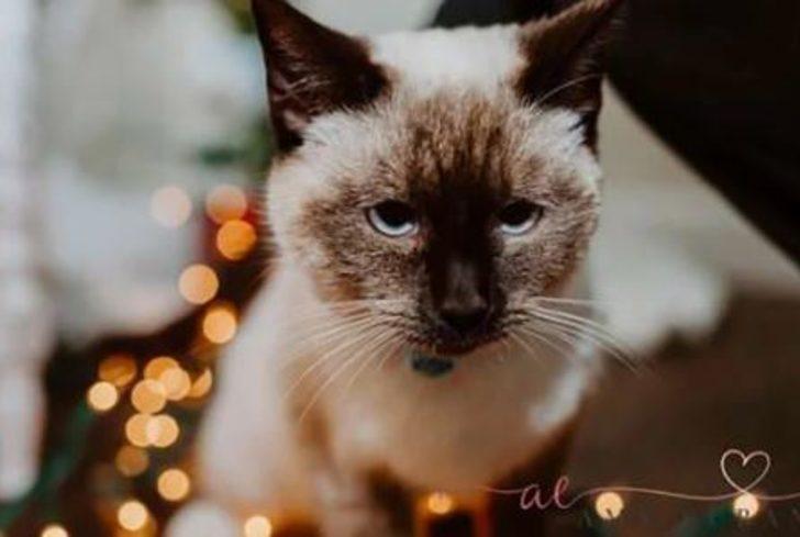 Terk edilmiş halde bulundu! Boynundan çıkan not ise gözyaşlarına boğdu G1